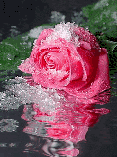 flowers 49.gif